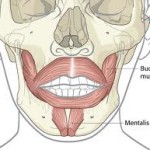 mentalis-muscles-dr-barry-eppley-indianapolis
