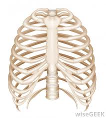 Ribcage Anatomy Dr Barry Eppley Indianapolis - Explore Plastic Surgery