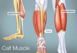 Calf Anatomy Dr Barry Eppley - Explore Plastic Surgery