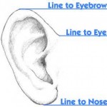 Ear Height Measurements Dr Barry Eppley Indianapolis