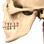 Human skull, side view.