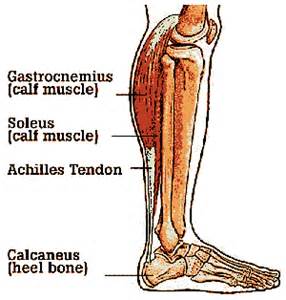 lower leg muscles - Explore Plastic Surgery