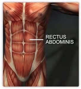 rectus abdominus fascia - Explore Plastic Surgery