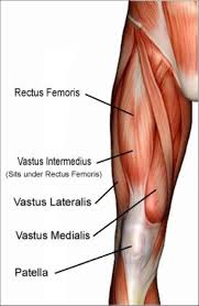 Thigh Implants for Aesthetic Augmentation of the Upper Leg - Explore  Plastic Surgery