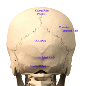 The top of my head 2024 is flat