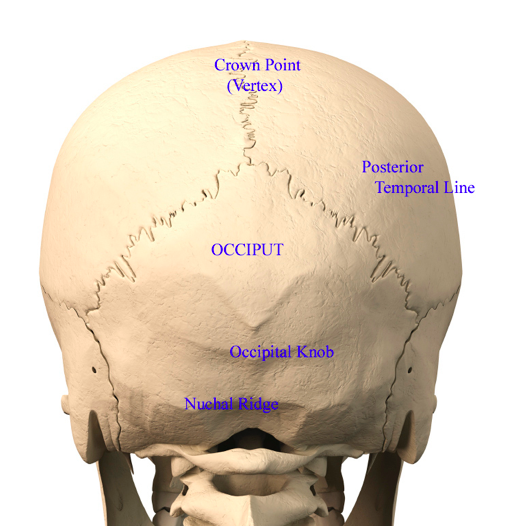 Back Of Head Skull Anatomy Dr Barry Eppley Indianapolis Explore Plastic Surgery