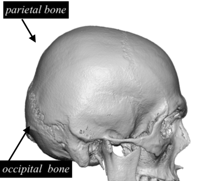 skull anatomy back