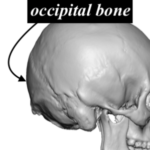 occipital bone anatomy 3D CT scan side view Dr Barry Eppley Indianapoli ...