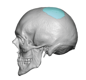 Human cranium detailed side shape