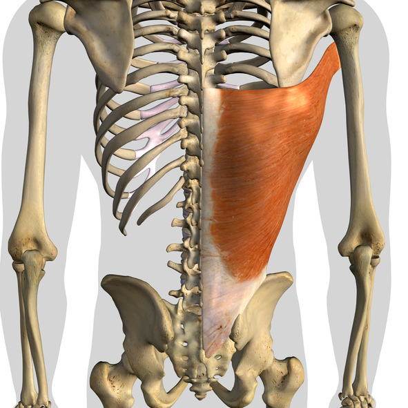 Latissimus Dorsi Muscle Isolated Anatomy Posterior View on White ...