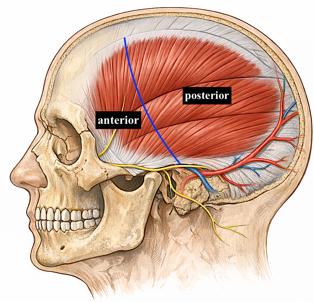 Total Temporal Muscle Reduction for Head Narrowing Case Example ...